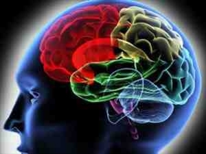 Названия участков мозга