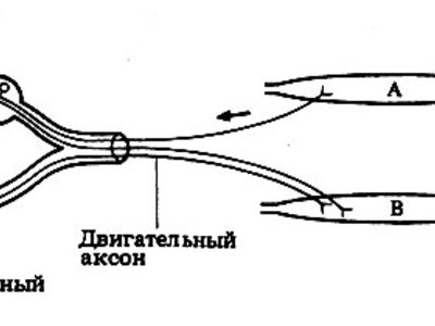 Реципрокное скрещивание схема