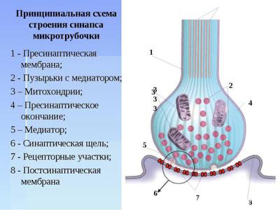 Строение синапса | Нервный синапс ⚡