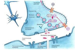 Общие сведения о синапсе