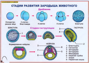Как происходит развитие эмбриона - этапы