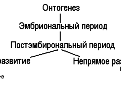 Периоды онтогенеза человека. Этапы онтогенеза человека схема. Периоды онтогенеза схема. Этапы онтогенеза схема. Схема индивидуального развития онтогенез.