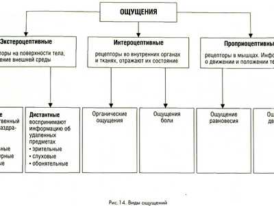 Составьте схему виды ощущений
